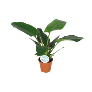 Philodendron Imperial Green - Ø14cm - ↕40cm