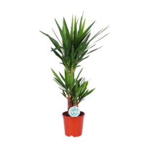 Yucca Elephantipes - Ø21cm - ↕90cm