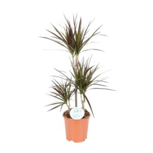 Dracaena Magenta - Ø21cm - ↕95cm