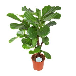 Ficus Lyrata - Ø24cm - ↕125cm