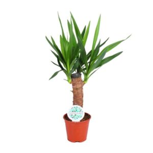 Yucca Elephantipes - Ø14cm - ↕60cm