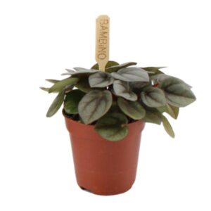 Peperomia Milano - Ø6cm - ↕10cm