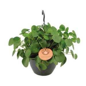Pilea Peperomioides - Ø27cm - ↕40cm