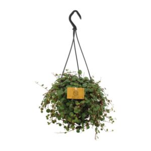 Peperomia Pepperspot - Ø15cm - ↕25cm