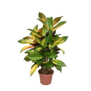 Croton Mrs. Iceton - Ø14cm - ↕60cm