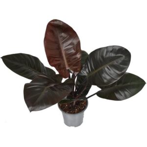 Philodendron Black Cardinal - Ø19cm - ↕65cm