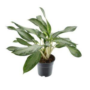 Aglaonema Golden Bay - Ø17cm - ↕60cm