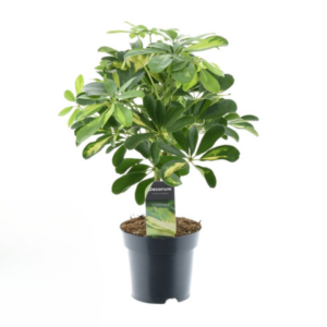 Schefflera Gold Capella - Ø14cm - ↕50cm