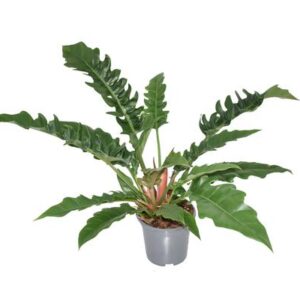 Philodendron Narrow Escape - Ø19cm - ↕55cm