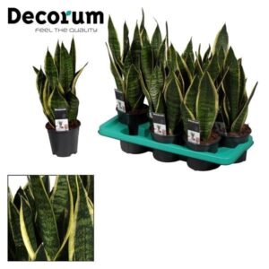 Sansevieria Futura Superb - Ø14cm - ↕35cm