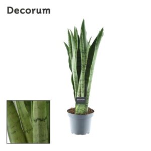 Sansevieria Spearmint - Ø14cm - ↕55cm