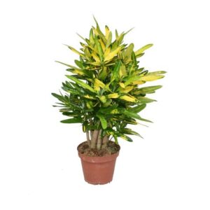 Croton Sunny Star - Ø14cm - ↕50cm