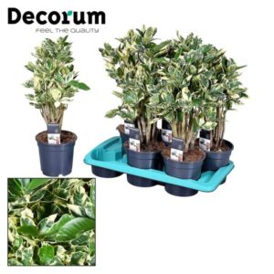 Croton Eburneum - Ø17cm - ↕55cm