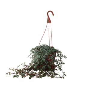 Pilea Glaucophylla - Ø16cm - ↕25cm