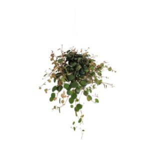 Peperomia Pepperspot - Ø11cm - ↕20cm