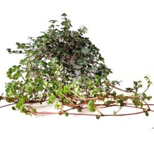 Pilea Glaucophylla - Ø11cm - ↕15cm