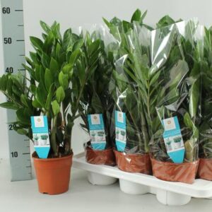 Zamioculcas Zamiifolia - Ø14cm - ↕55cm