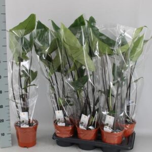 Alocasia Black Zebrina - Ø17cm - ↕70cm