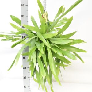 Epiphyllum Pumilum - Ø21cm - ↕70cm