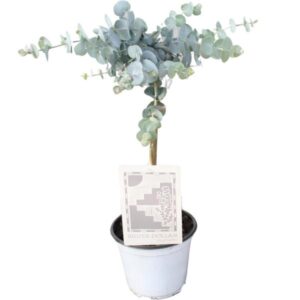 Eucalyptus Cin. Silver Dollar - Ø14cm - ↕45cm