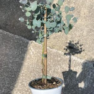 Eucalyptus Gunni Stam - Ø14cm - ↕45cm