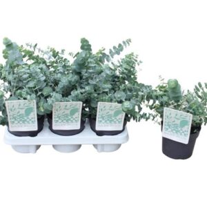 Eucalyptus Pul. Baby Blue - Ø13cm - ↕35cm