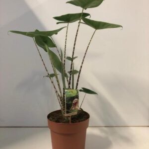 Alocasia Zebrina - Ø21cm - ↕70cm