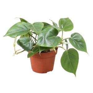 Philodendron Scandens - Ø13cm - ↕20cm