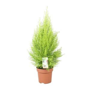Cupressus Goldcrest Wilma - Ø17cm - ↕60cm