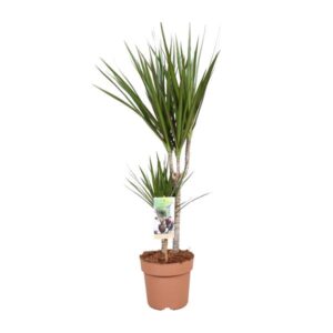 Dracaena Marginata - Ø17cm - ↕75cm