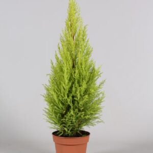 Cupressus Goldcrest Wilma - Ø14cm - ↕65cm
