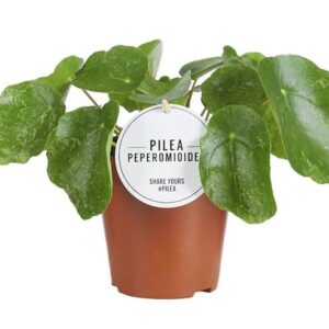 Pilea Sugar - Ø13cm - ↕20cm