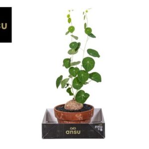 Stephania Erecta - Ø21cm - ↕30cm