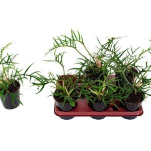 Philodendron Tortum - Ø12cm - ↕25cm