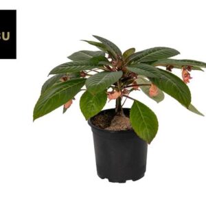 Impathiens Charisma - Ø19cm - ↕45cm