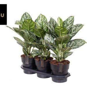 Aglaonema Jungle Silver - Ø19cm - ↕60cm