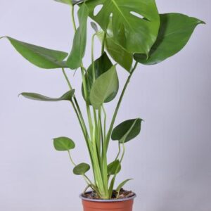 Monstera Deliciosa - Ø14cm - ↕55cm