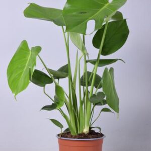 Monstera Deliciosa - Ø17cm - ↕60cm