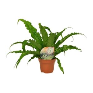 Asplenium Osaka - Ø12cm - ↕35cm