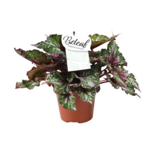 Begonia Beleaf Alaska Creek - Ø17cm - ↕32cm