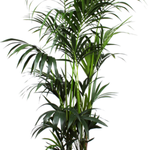 Kentia Palm - Ø27cm - ↕160cm