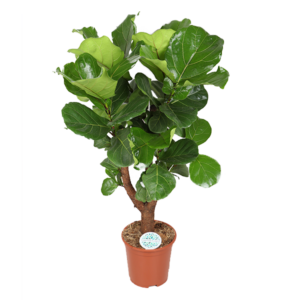 Ficus Lyrata (vertakt) - Ø27cm - ↕140cm
