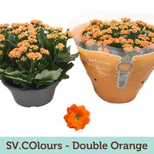 Kalanchoe Double Orange - Ø23cm - ↕27cm
