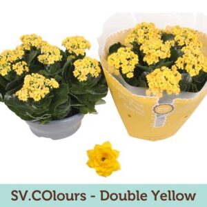 Kalanchoe Double Yellow - Ø23cm - ↕27cm