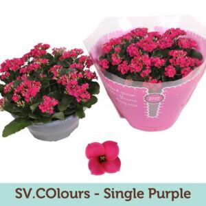 Kalanchoe Single Purple - Ø23cm - ↕27cm