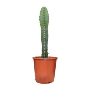Cereus Peruvianus - Ø17cm - ↕55cm