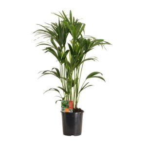 Howea Forsteriana - Ø24cm - ↕120cm