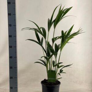 Howea Forsteriana - Ø19cm - ↕90cm