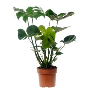 Monstera Deliciosa - Ø17cm - ↕55cm