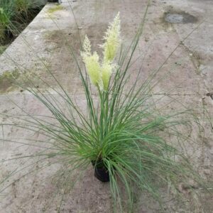 Cortaderia Pampas - Ø15cm - ↕65cm